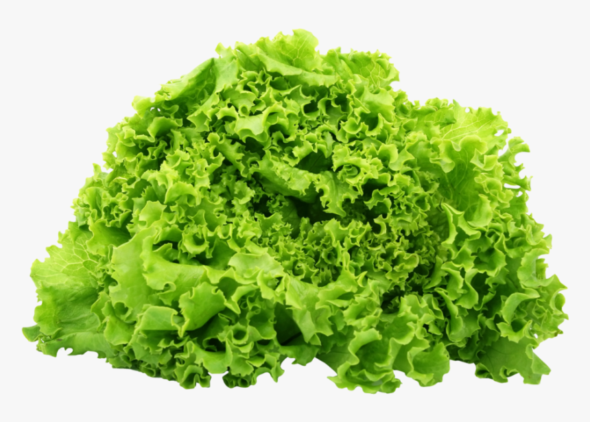 Green Lettuce Png Image - Lettuce Png, Transparent Png, Free Download