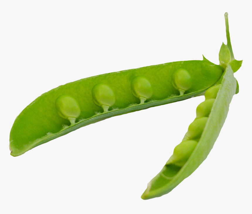 Vegetable Cutter Png Transparent Image - Singular Green Bean Png, Png Download, Free Download