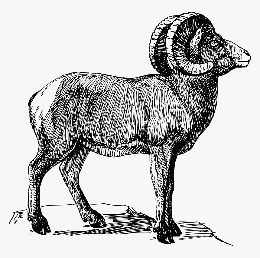 Desert Bighorn Sheep Clipart , Png Download - Bighorn Sheep Drawing, Transparent Png, Free Download