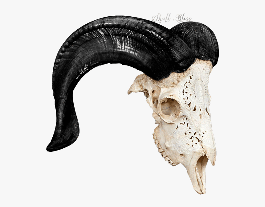 Carved Ram Skull - Skull, HD Png Download, Free Download