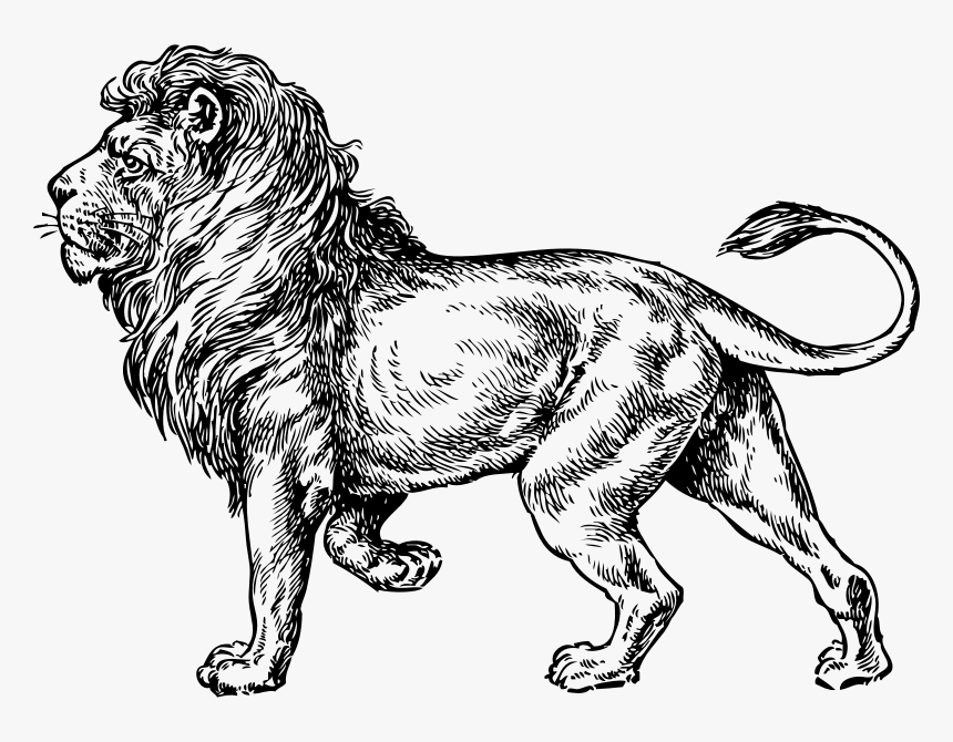 Lion - Lion Clip Art, HD Png Download, Free Download