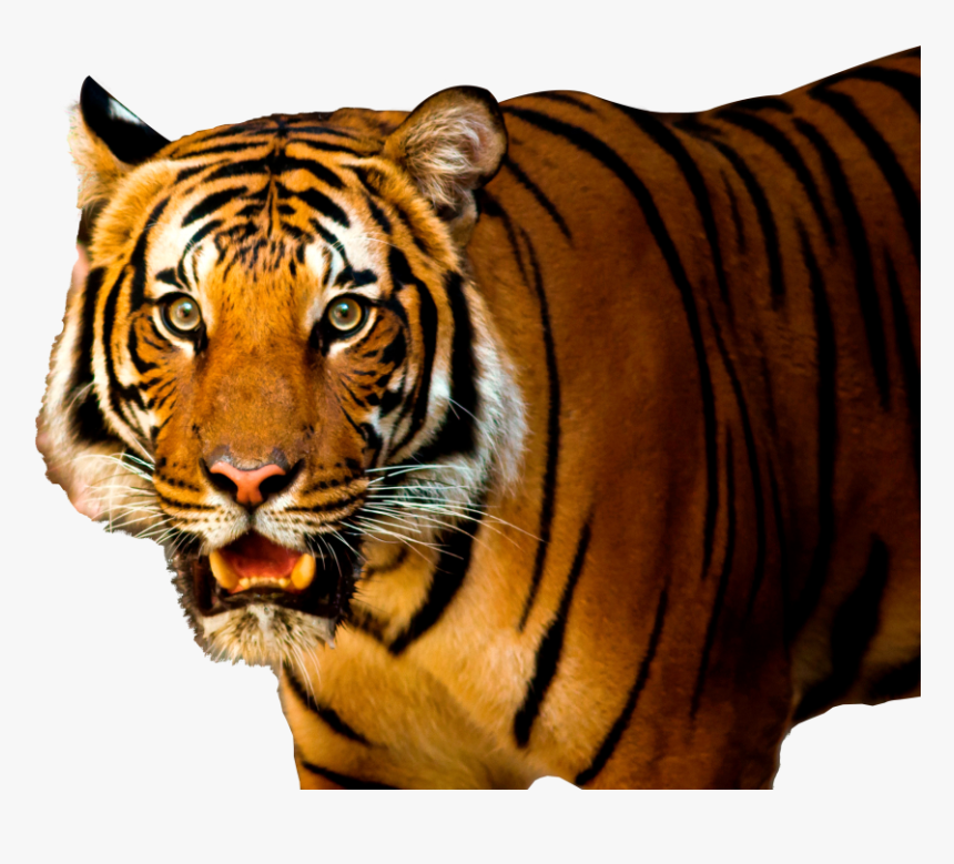 Free Png Images - Transparent Background Tiger Png Hd, Png Download, Free Download