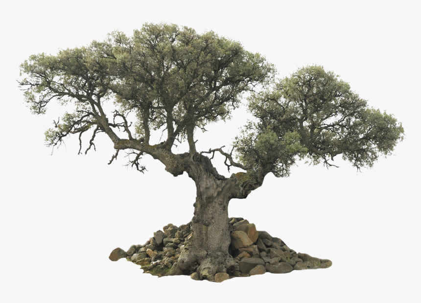 Transparent Background Olive Tree Png, Png Download, Free Download