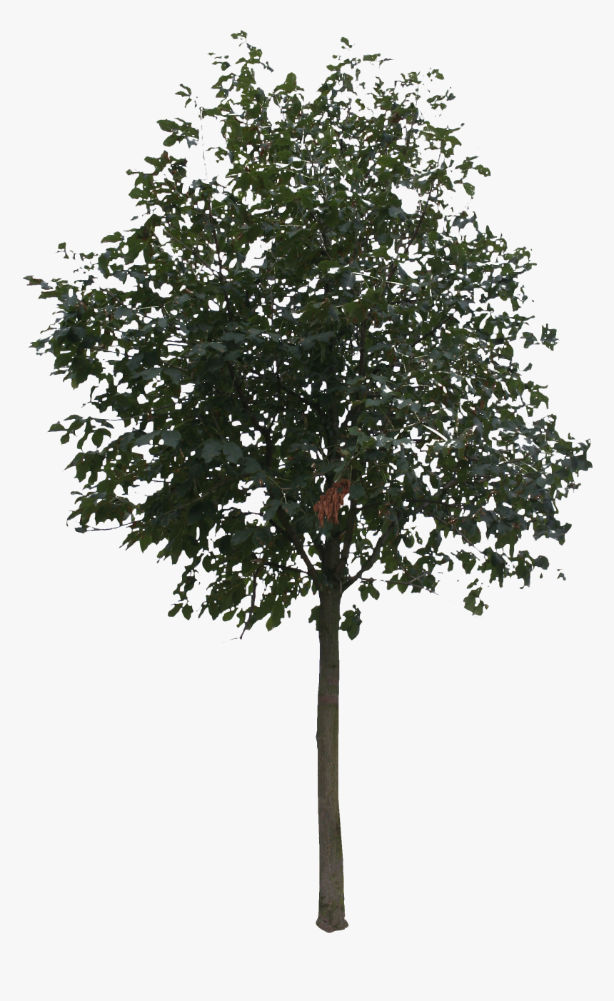 Tree Cut Out Png , Png Download - Hoarding Mock Up Psd, Transparent Png, Free Download