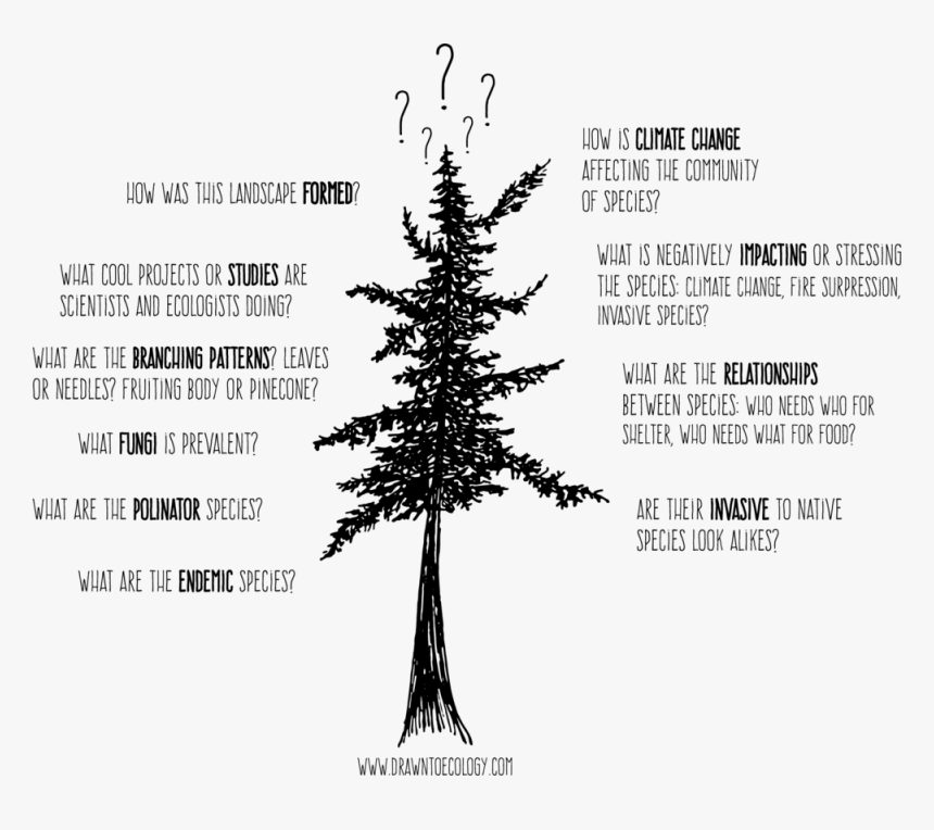 Tree Of Questions With Web 1 - White Pine, HD Png Download, Free Download