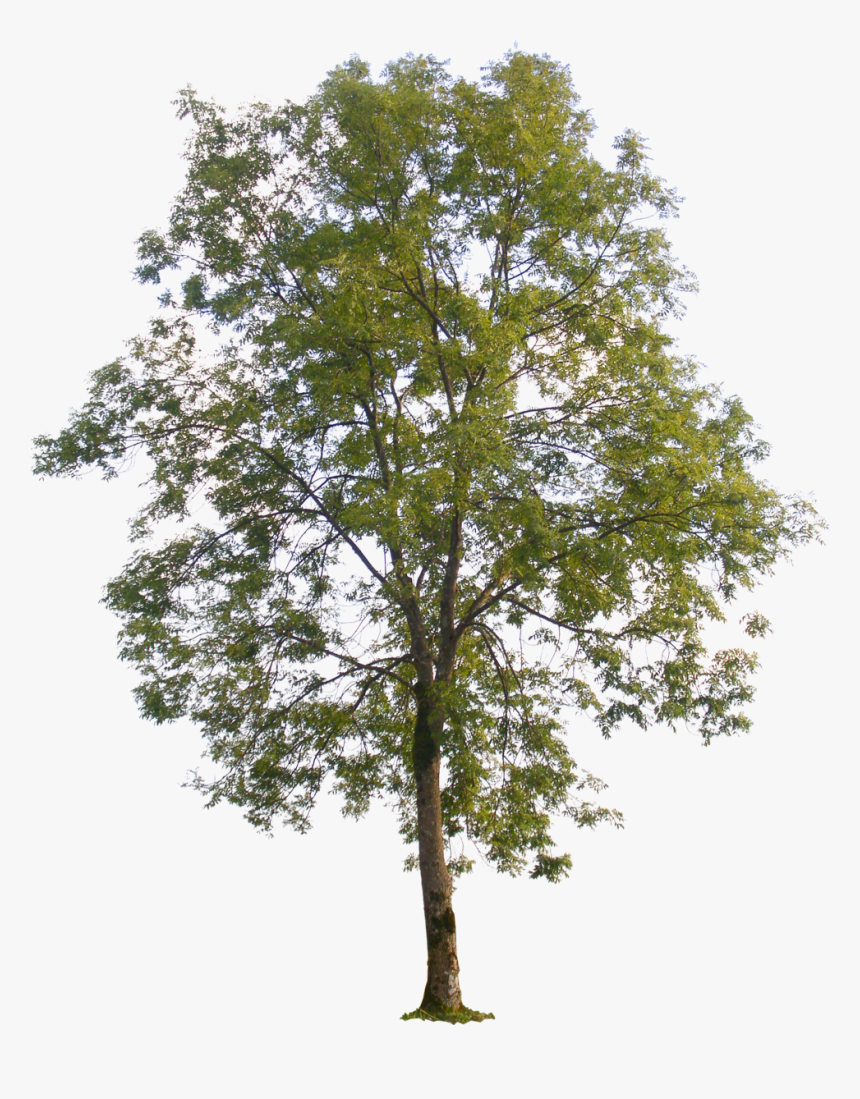 Poplar Tree Transparent Background, HD Png Download, Free Download