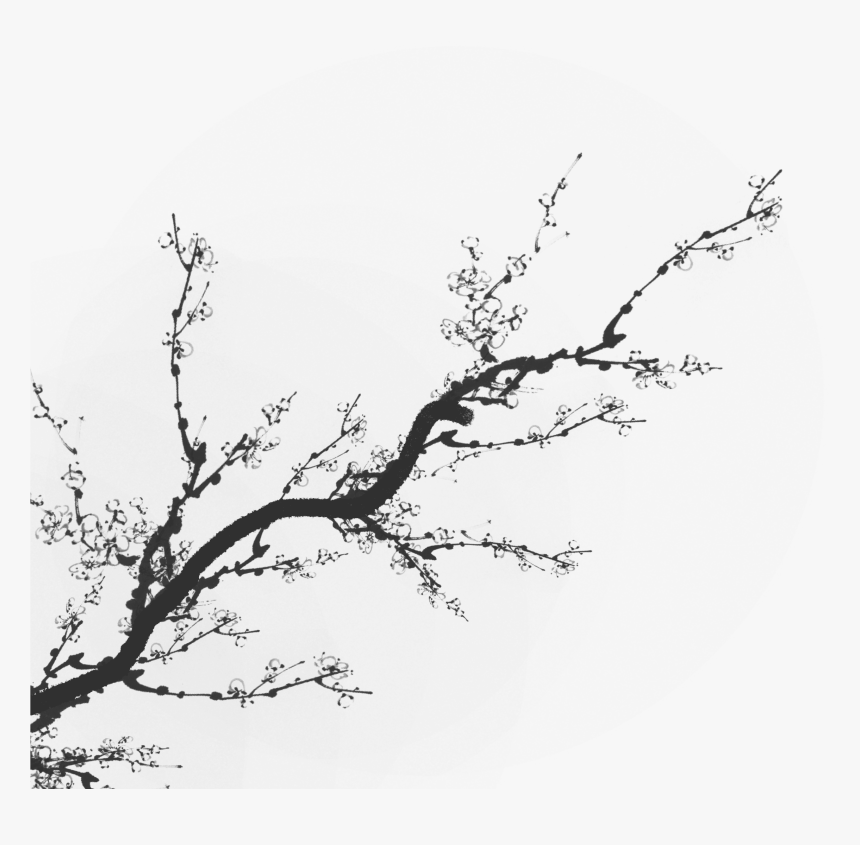 Drawing Tree Shadow - Flower Shadow Png, Transparent Png, Free Download
