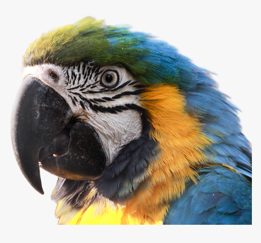 Macaw Head Png, Transparent Png, Free Download