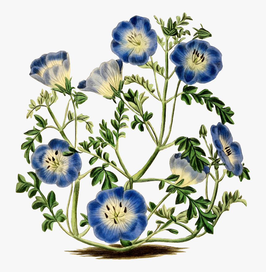 Transparent Vintage Botanical Clipart - Baby Blue Eyes Flower Drawing, HD Png Download, Free Download