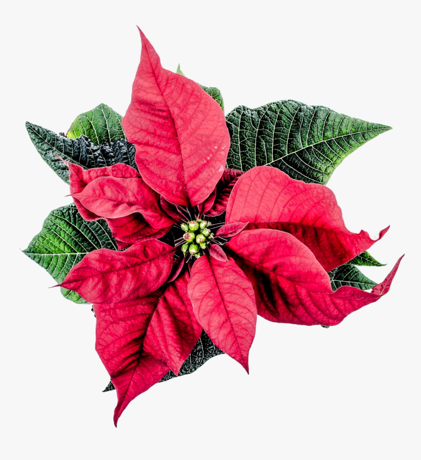 Poinsettia Png Clipart - Poinsettia Flower Png, Transparent Png, Free Download