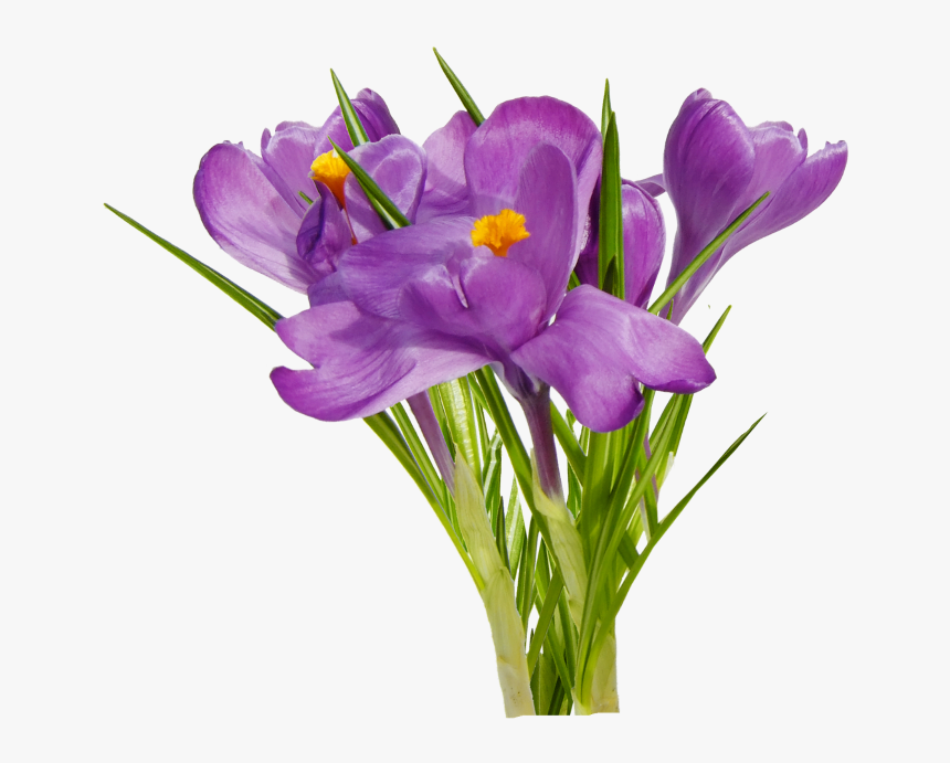 First Spring Flowers - Цветы Весенние Png, Transparent Png, Free Download