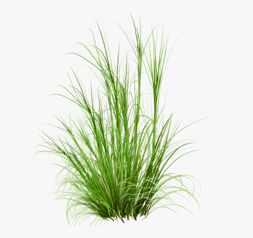 Grass Photoshop, HD Png Download, Free Download