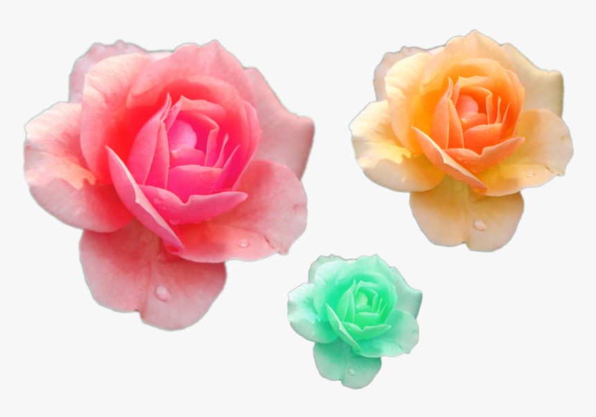 Garden Roses, HD Png Download, Free Download