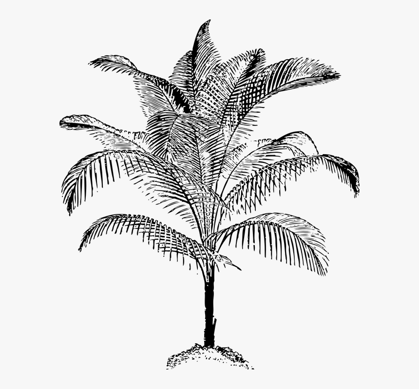 Palm Vector, HD Png Download, Free Download