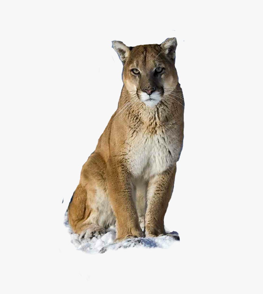 Puma Logo Clipart Picsart - Snow Puma Animal, HD Png Download, Free Download