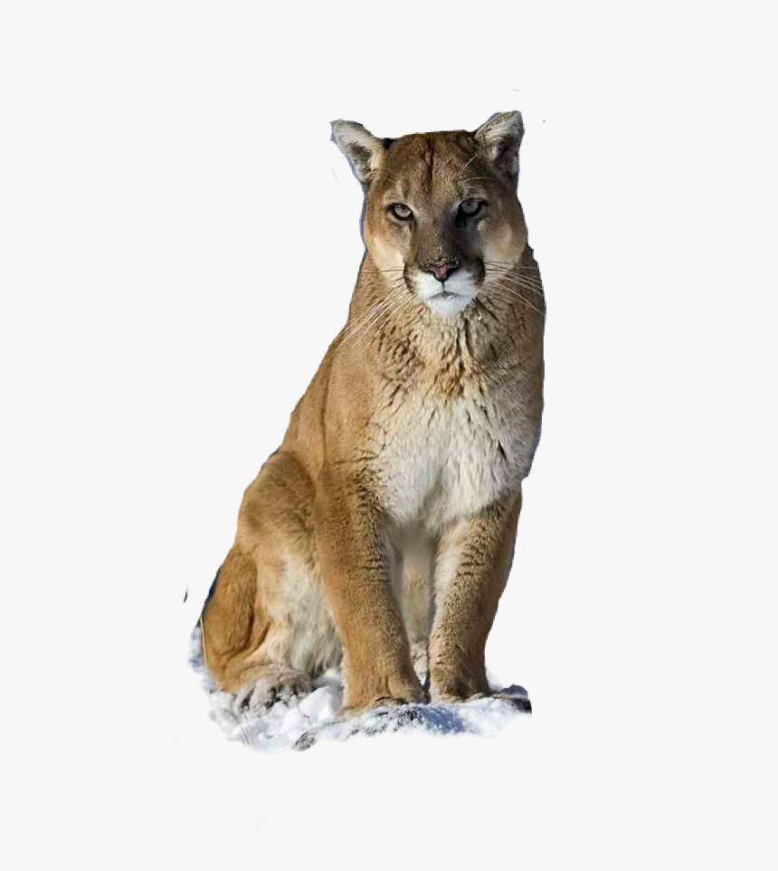 png puma