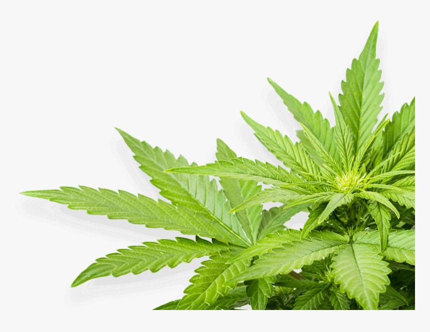 Real Marijuana Leaf Png, Transparent Png, Free Download