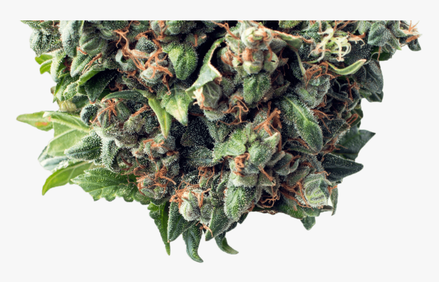 Bud - Critical Autoflower, HD Png Download, Free Download