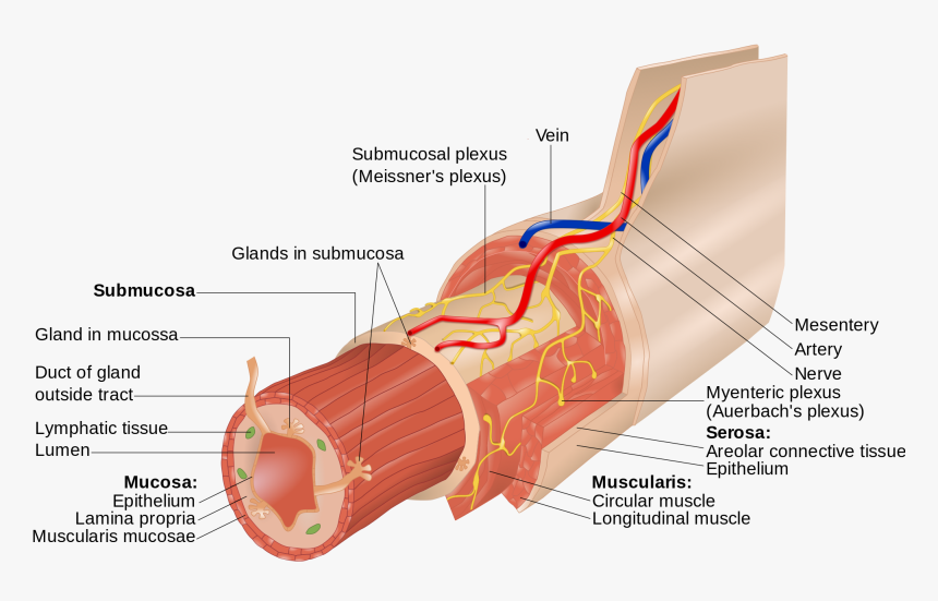 Myenteric Nerve Plexus , Png Download - Submucosal Plexus, Transparent Png, Free Download