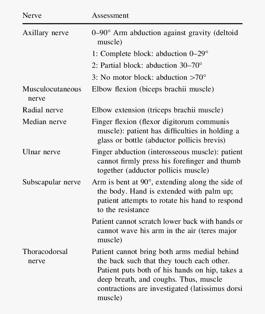 Motor Function Axillary Nerve, HD Png Download, Free Download