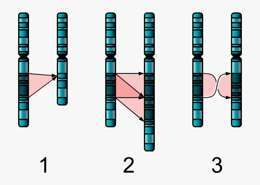 Single Chromosome Mutations - Deletion And Duplication, HD Png Download, Free Download