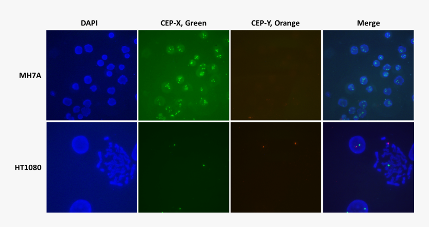 Crispr Fish, HD Png Download, Free Download