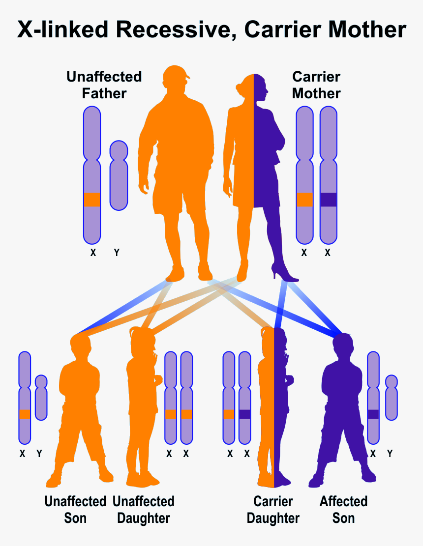 Sample Pedigree Of X-linked Recessive Inheritance, - Lesch Nyhan Syndrome Gene, HD Png Download, Free Download