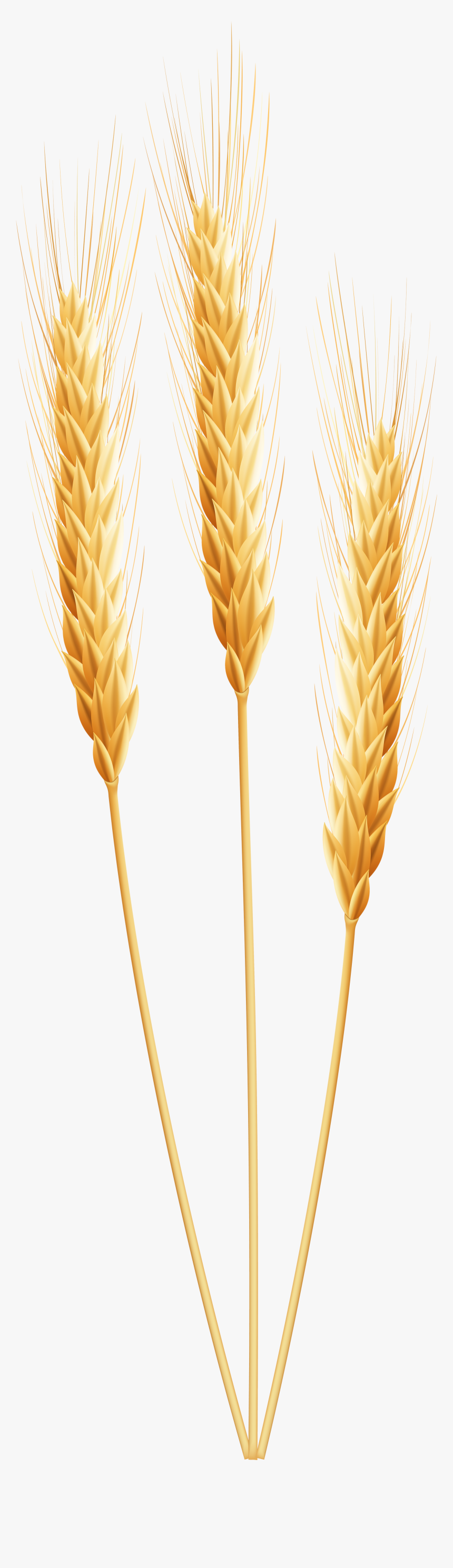 Wheat Transparent Png - Clipart Transparent Background Wheat, Png Download, Free Download