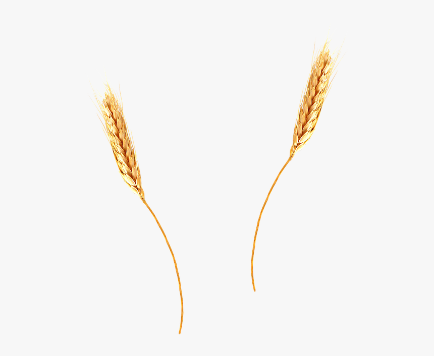 Wheat Straw Transparent Background, HD Png Download, Free Download