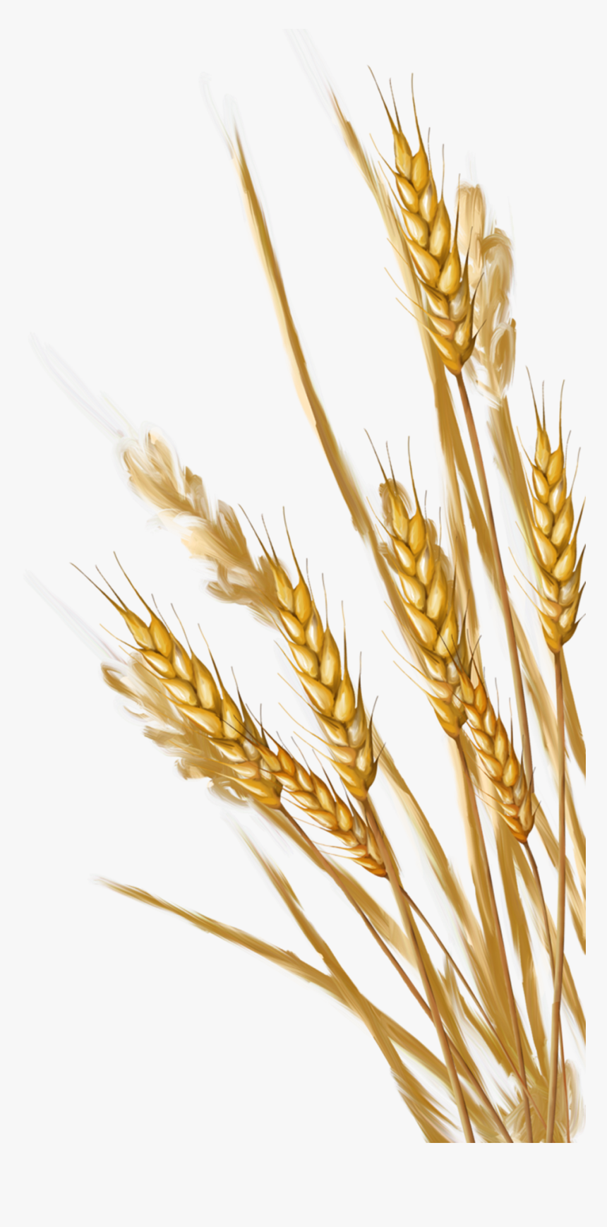 Transparent Background Wheat Clipart , Png Download - Wheat Clipart Transparent Background, Png Download, Free Download