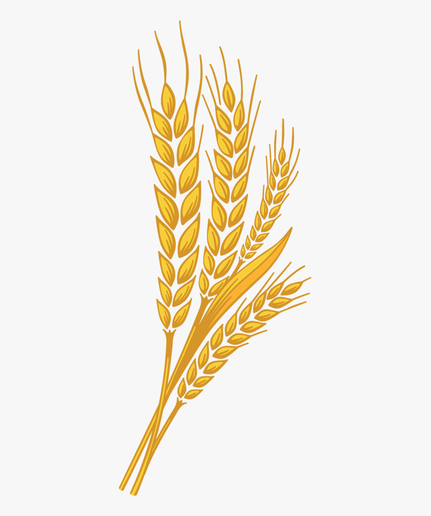 Wheat Leaf Png - Transparent Wheat Leaf Png, Png Download, Free Download