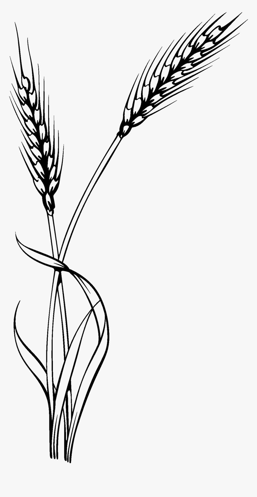 Oat Clipart Stalk - Free Grain Vector Png, Transparent Png, Free Download