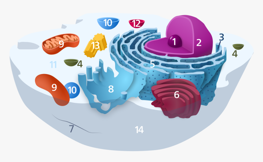 Animal Cell Diagram Without Labels - Animal Cell Diagram Numbered, HD Png Download, Free Download
