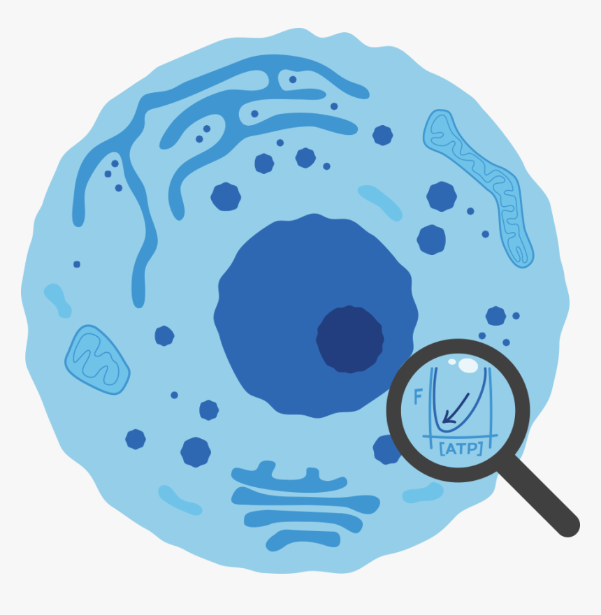 Cell Cycle - Cell Png, Transparent Png, Free Download