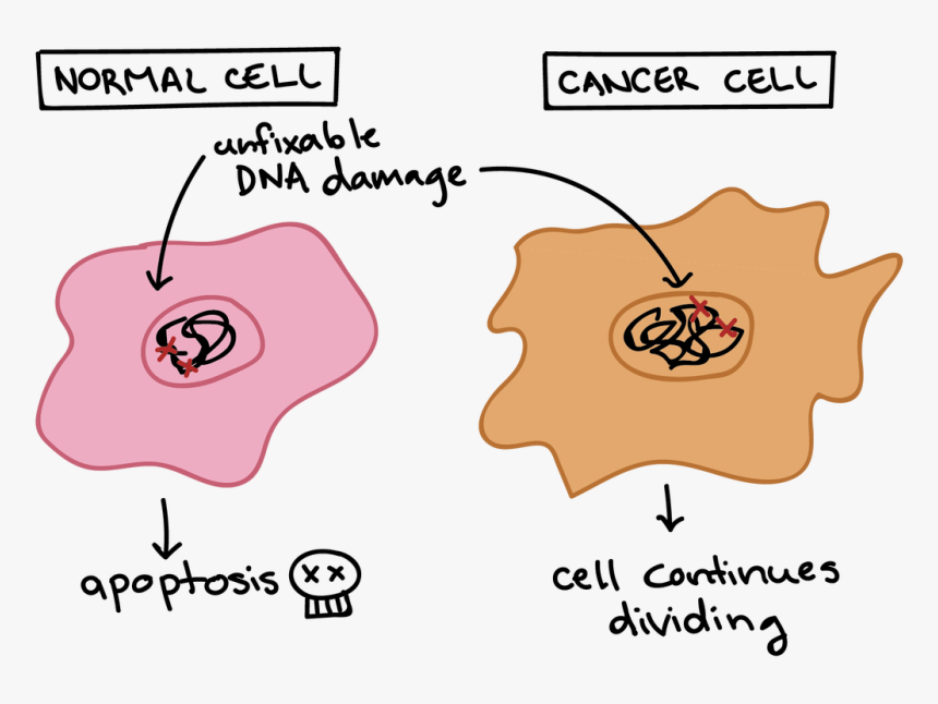 Normal Cells Vs Cancer Cells, HD Png Download, Free Download