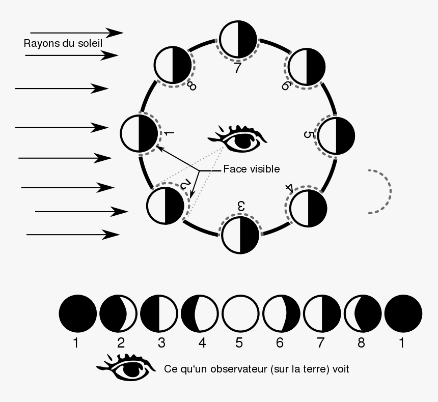 Les Phases De La Lune - Moon Phase Clip Art, HD Png Download, Free Download