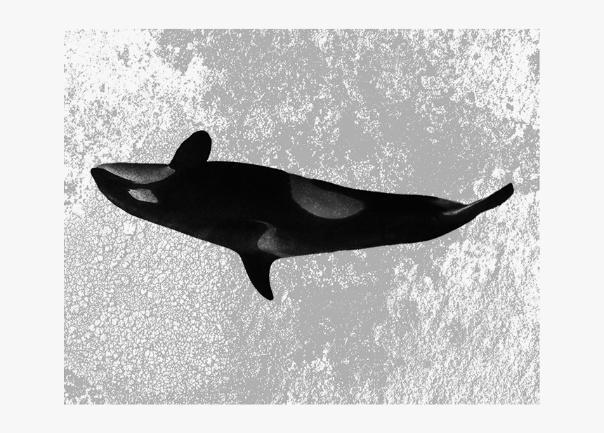 Whale, HD Png Download, Free Download