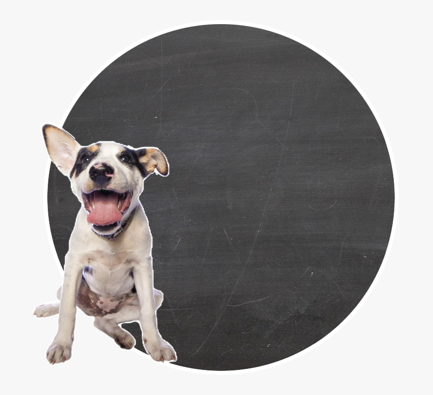 Perro Png, Transparent Png, Free Download