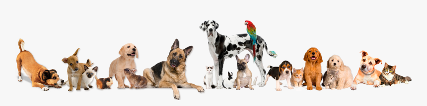 Banner Pet Shop Png, Transparent Png, Free Download