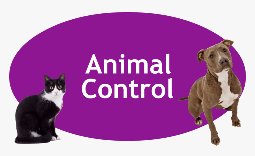 Animalcontrol - Squitten, HD Png Download, Free Download