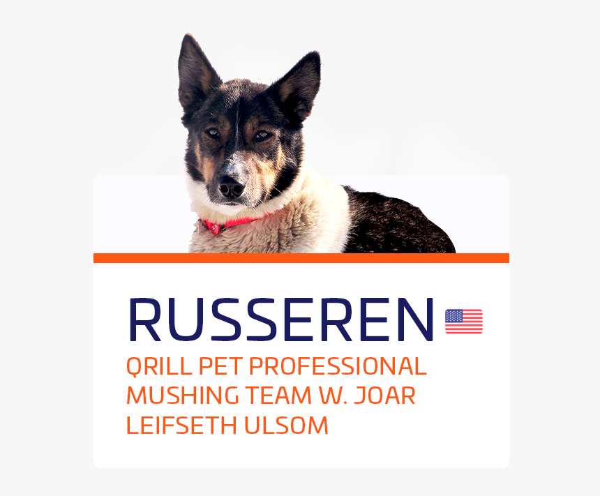 Russeren - Companion Dog, HD Png Download, Free Download