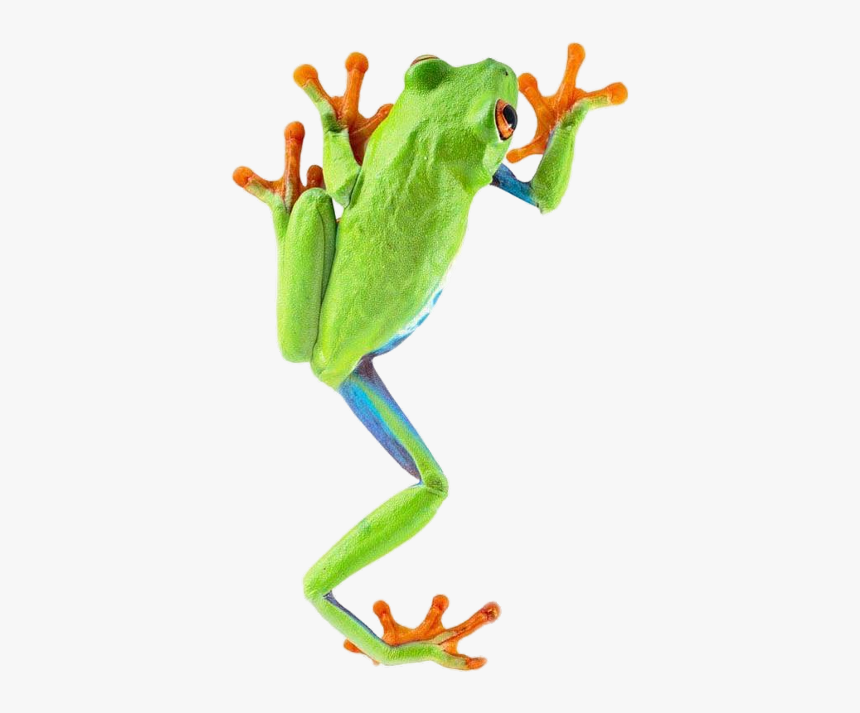 Red Eyed Tree Frog Climbing, HD Png Download, Free Download