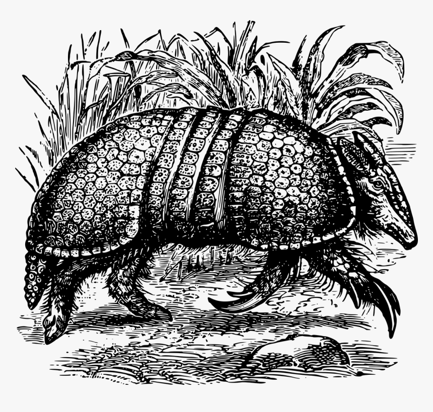 Vector Illustration Armadillo Vector Art, HD Png Download, Free Download