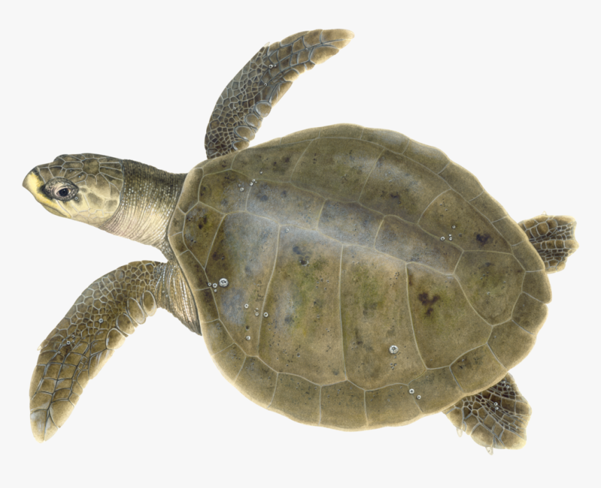 Adult Kemp’s Ridley Illustration © Dawn Witherington - Kemp's Ridley Sea Turtle, HD Png Download, Free Download