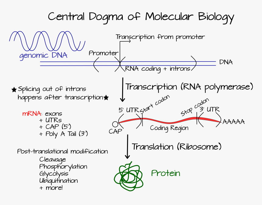 Centraldogma, HD Png Download, Free Download