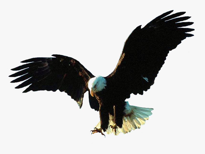 Thumb Image - Bald Eagle Gif Transparent, HD Png Download, Free Download