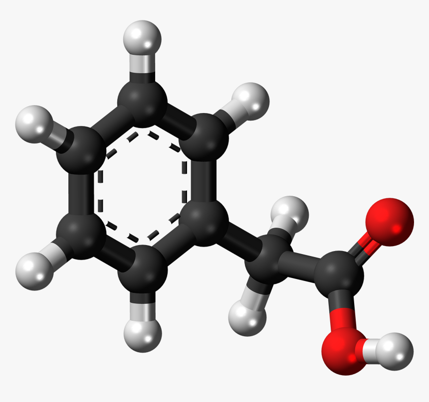 Ball And Stick Model Of Phenylacetic Acid - Phenylacetic Acid Paa, HD Png Download, Free Download