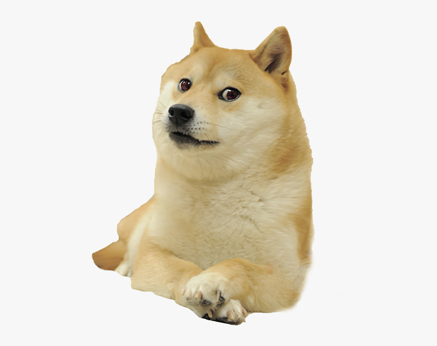 Doge Meme White Background Hd Png Download Kindpng