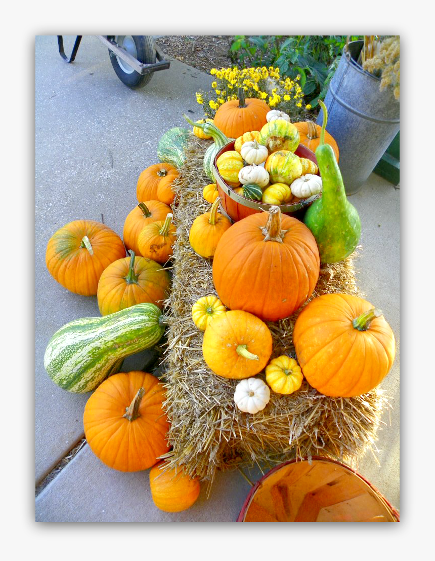 Pumpkins And Gourds, HD Png Download - kindpng