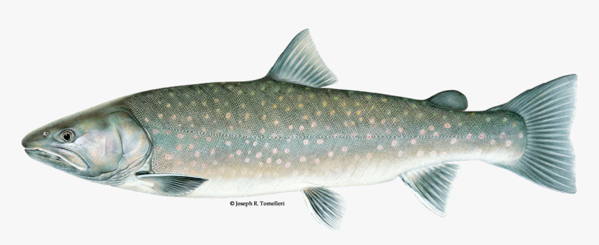Illustration Of A Bull Trout - Types Of Trout, HD Png Download, Free Download